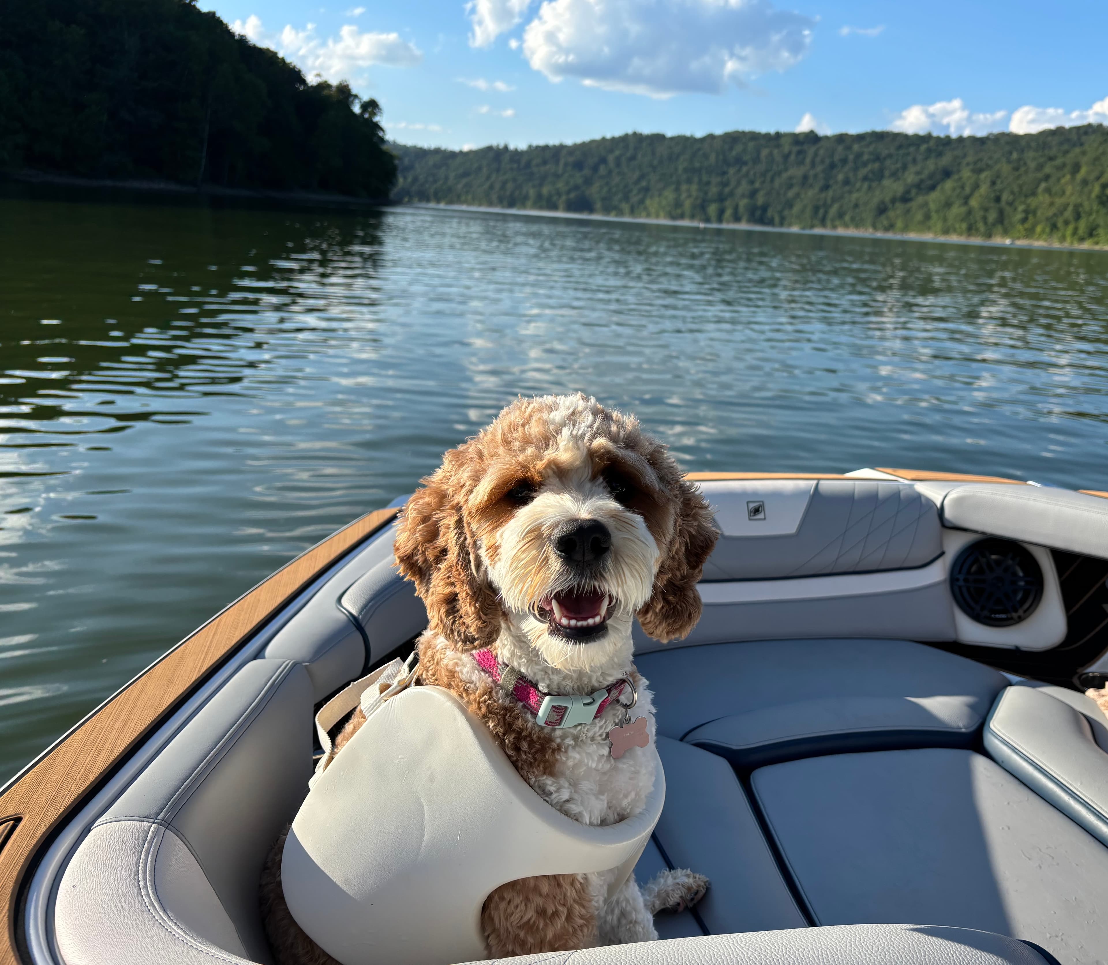 Dog enjoying a day on the lake